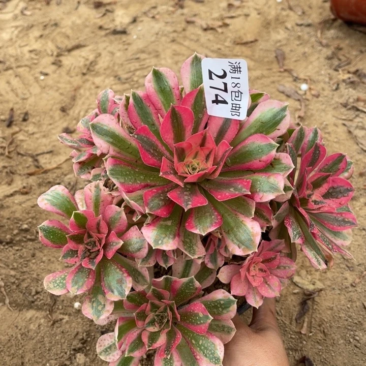 274粉女巫手捧1号棚