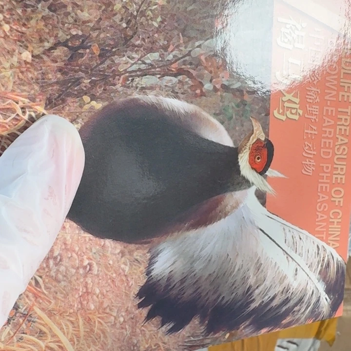 其他普通金属褐马鸡卡册