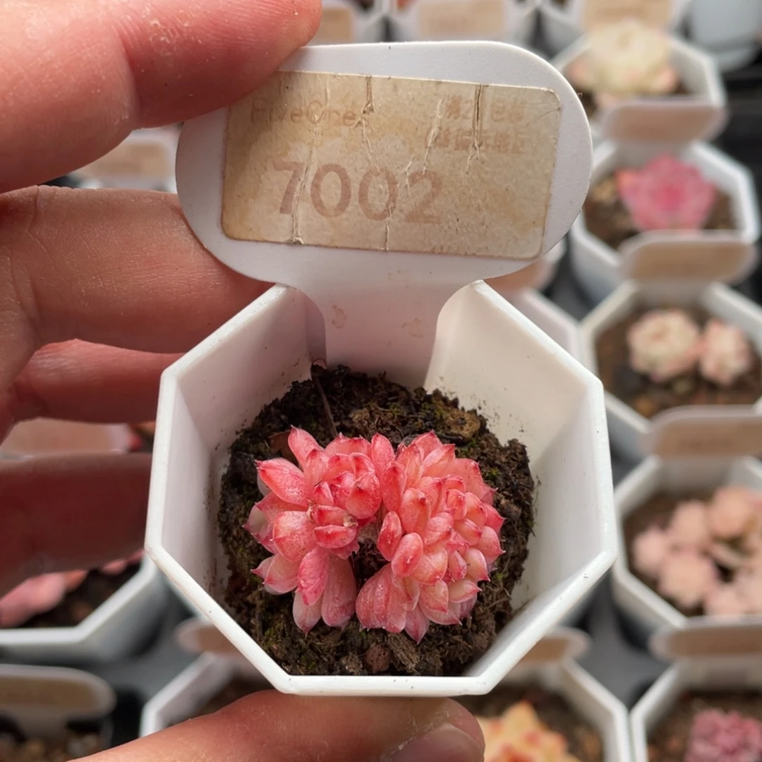 白胖子缀7002-3厘米