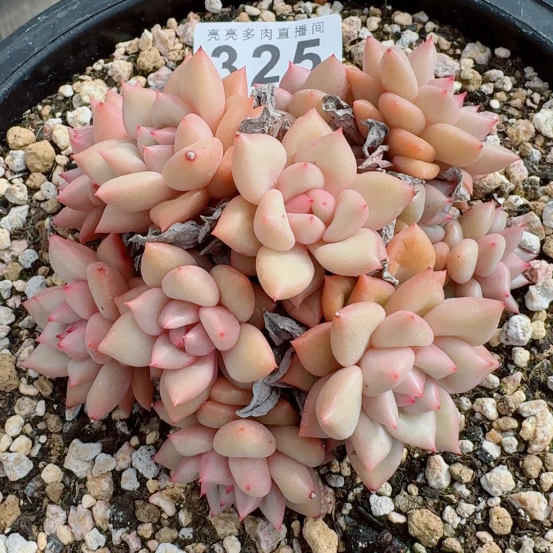 象牙群生      愿你一路坦途，乘风破浪展宏图