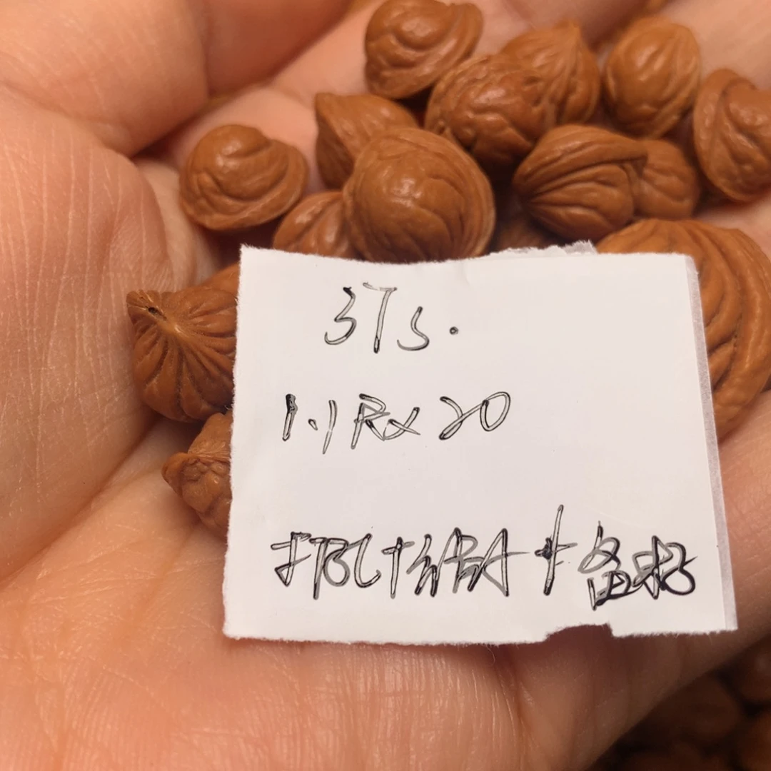 龙纹桃核散子小—