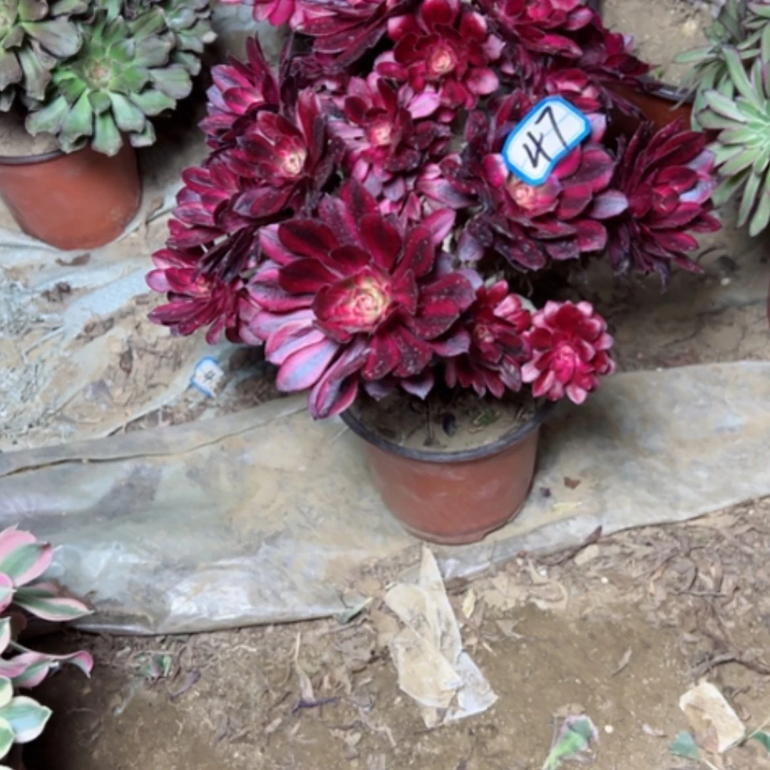 【闪购商品】忆多肉植物没主头47