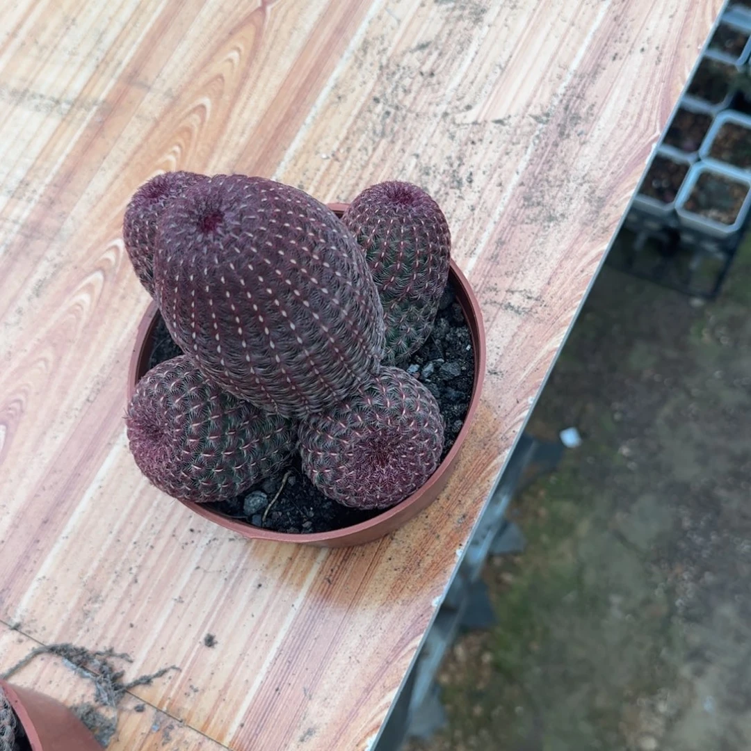 慢***渡可口可乐了可口可乐了