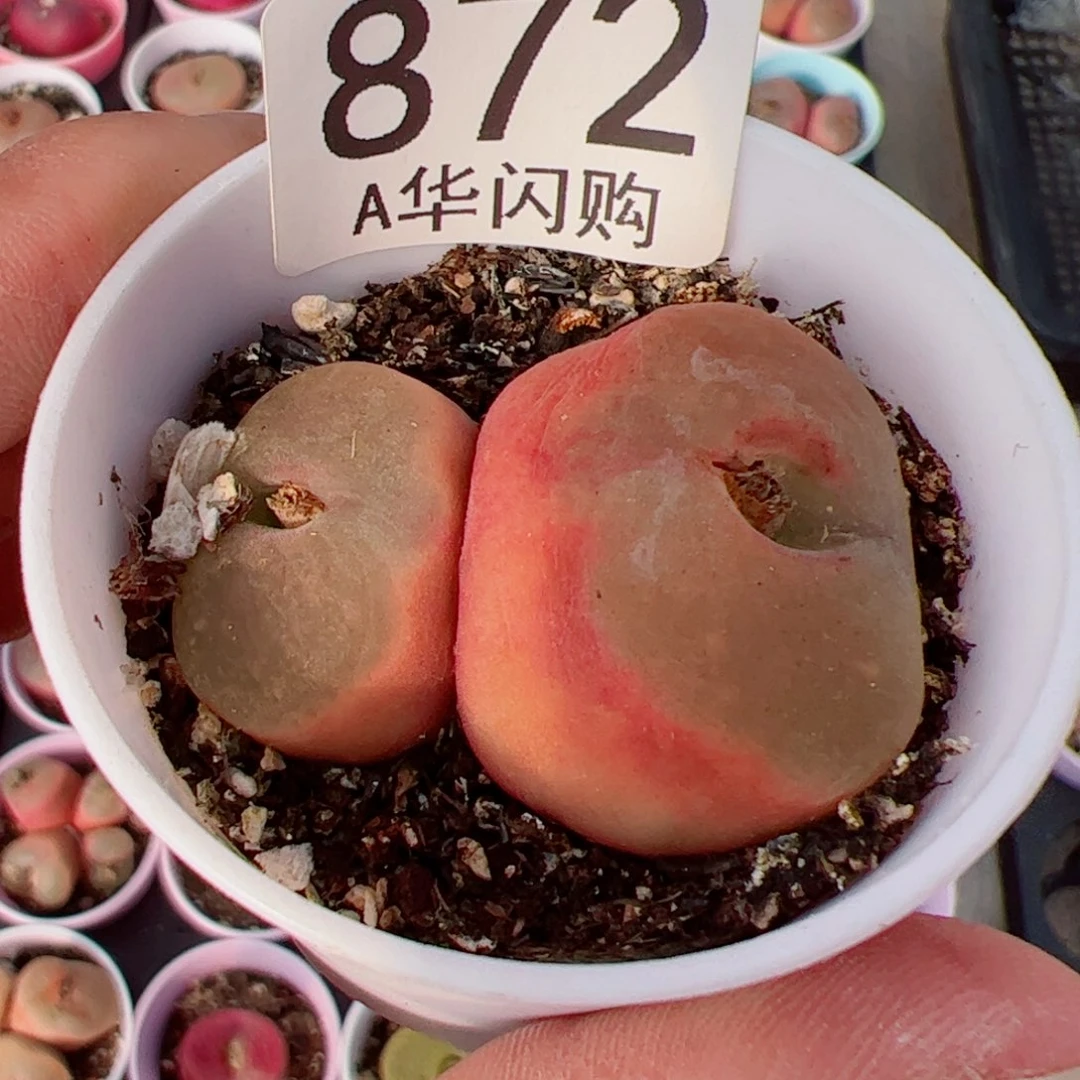 云*我很喜欢这个A872