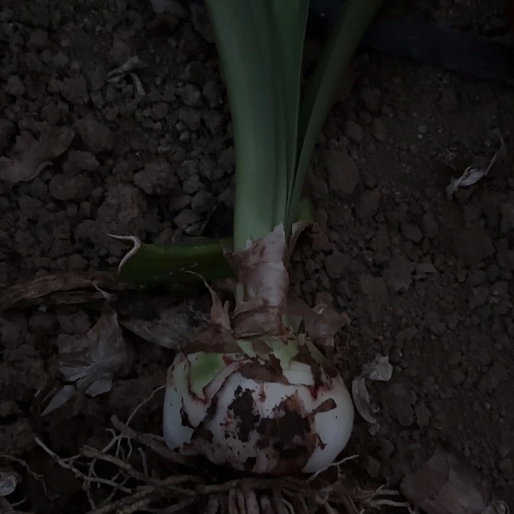 、双迹有标带土发货8-9