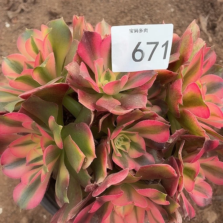 671号一物一拍1颗