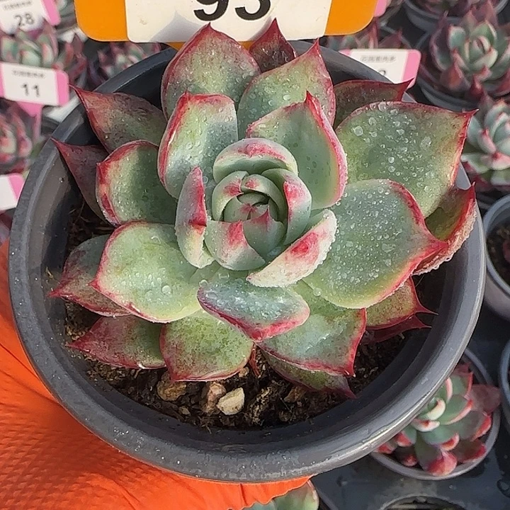 93 惊鸿仙子多肉植物6-9cm
