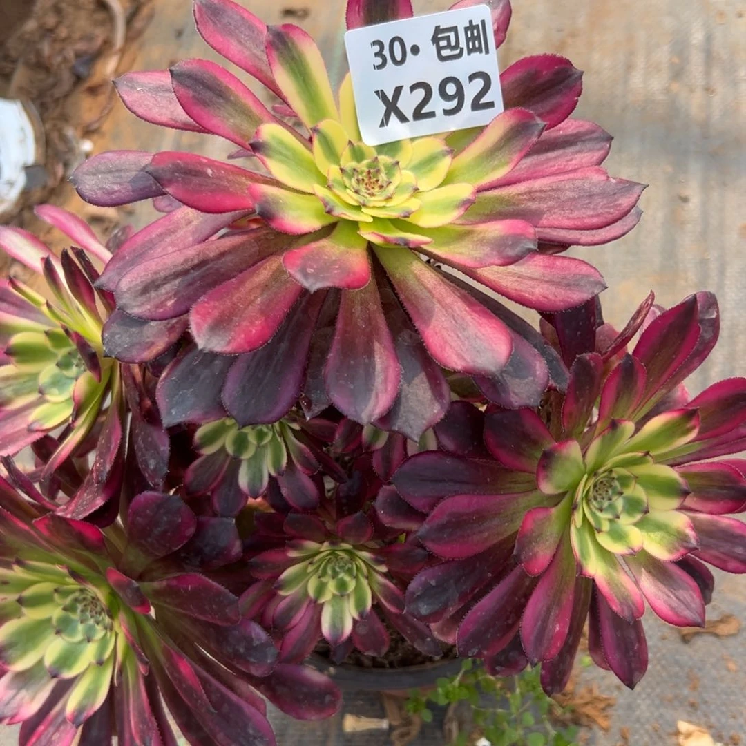 l****9292 月蝉，多肉法师