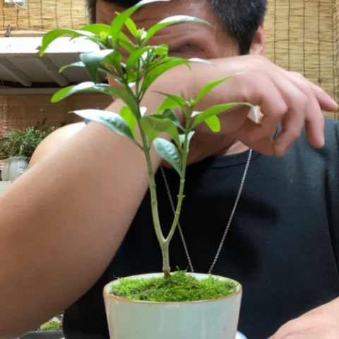 红陶一物一拍所见即所得71