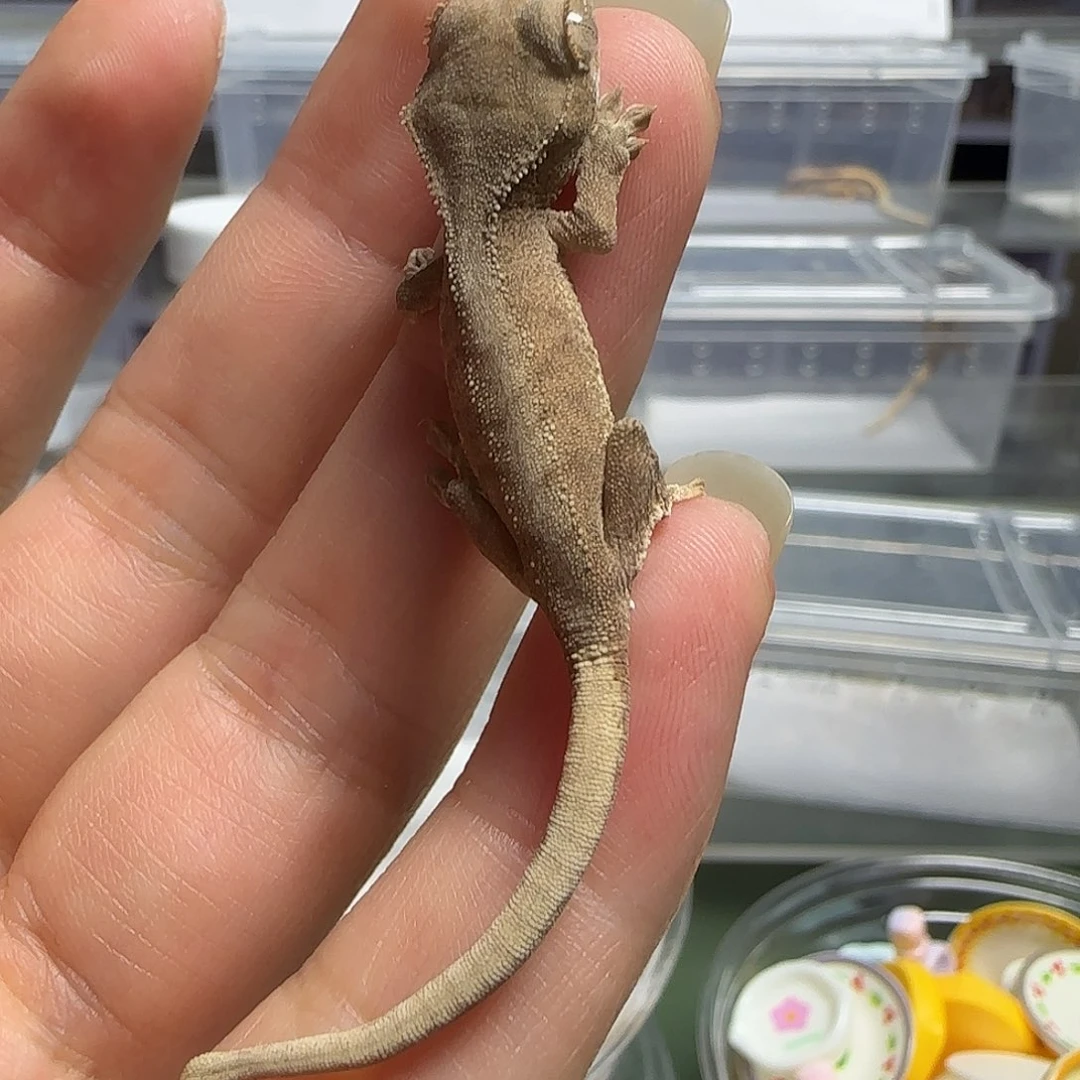 睫角守宫睫角守宫幻影