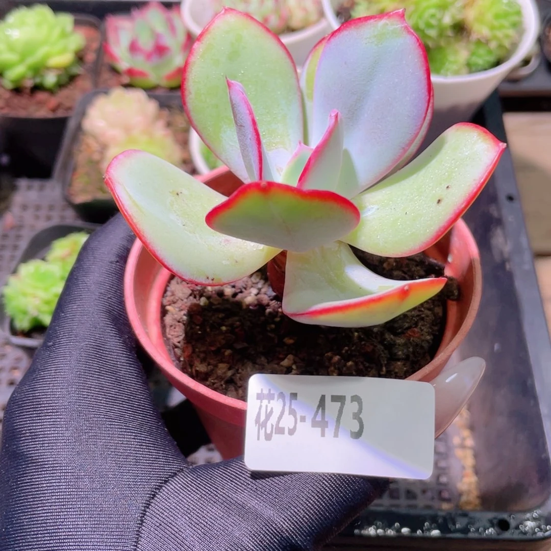 花利美25-473白眉