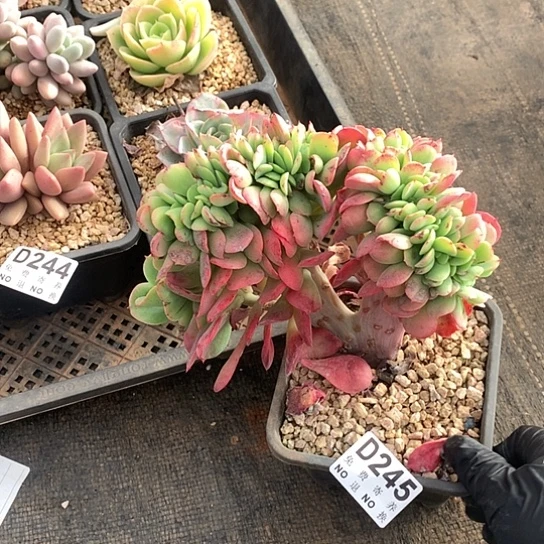 红颜容缀化245 亏本处理退款拉黑7-8天发货