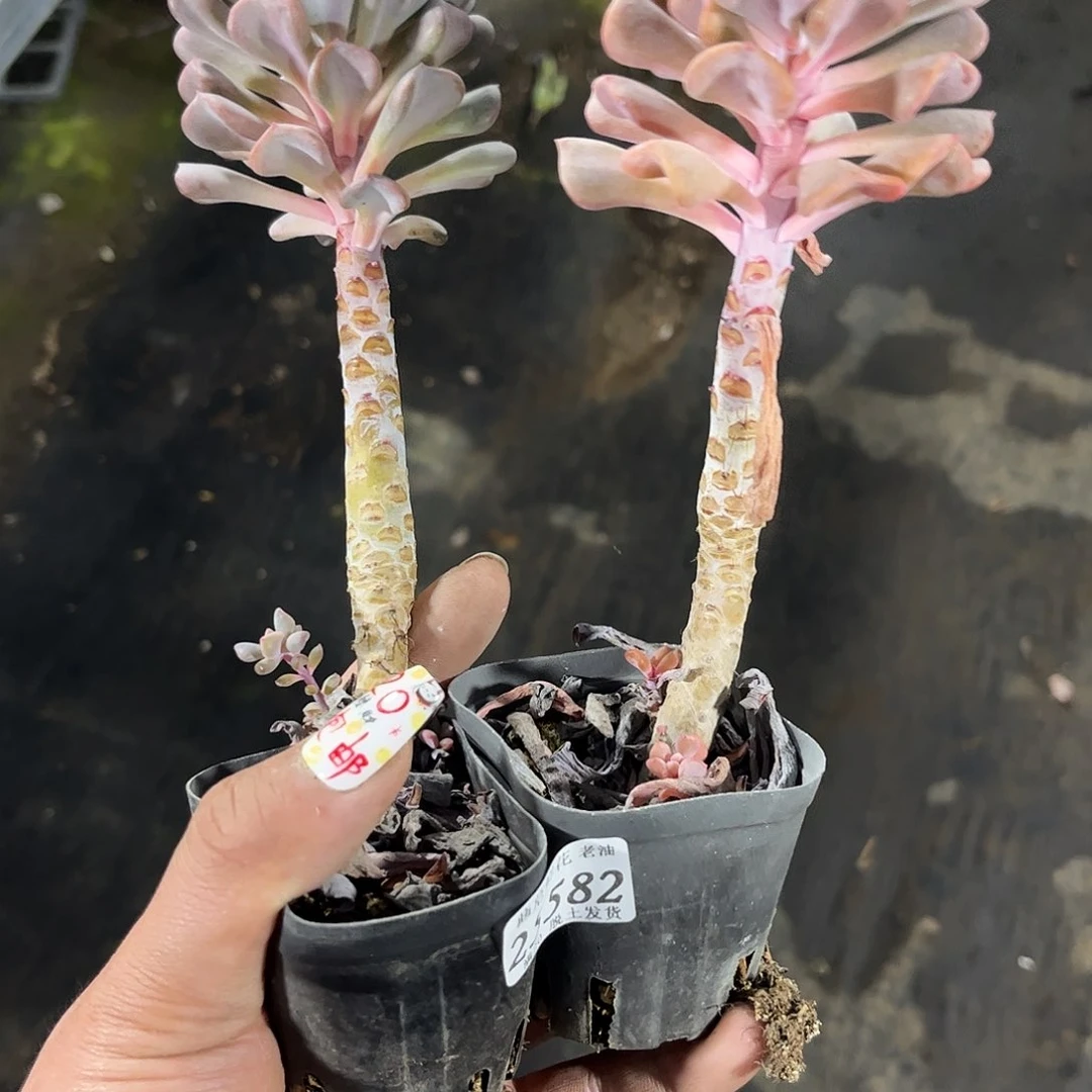 安****歲25582一物一拍单头