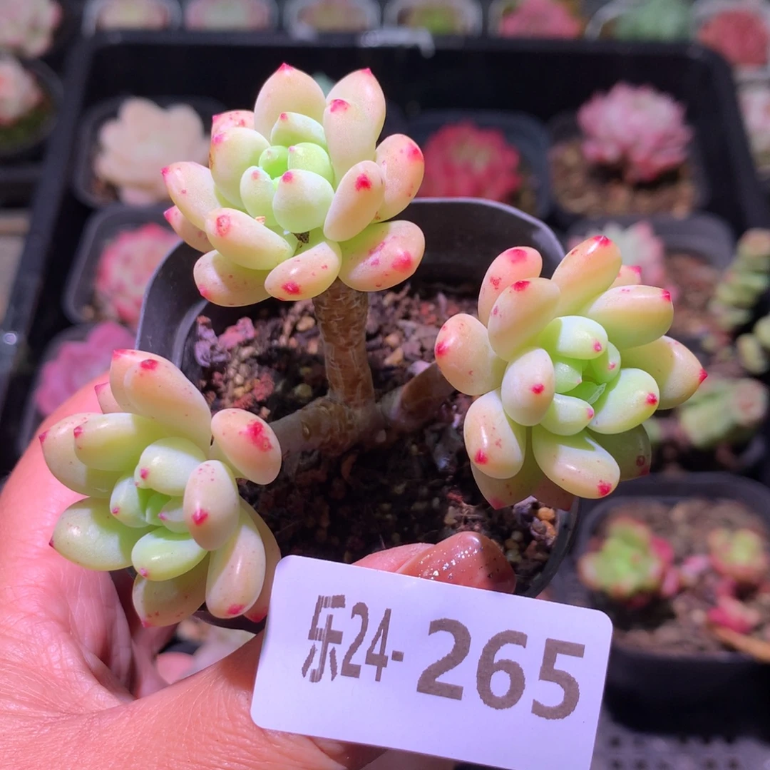 乐然24-265 凝脂莲