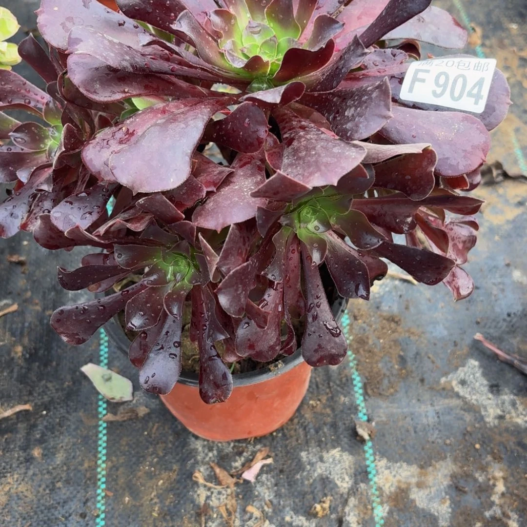 904多肉植物捧花的时候