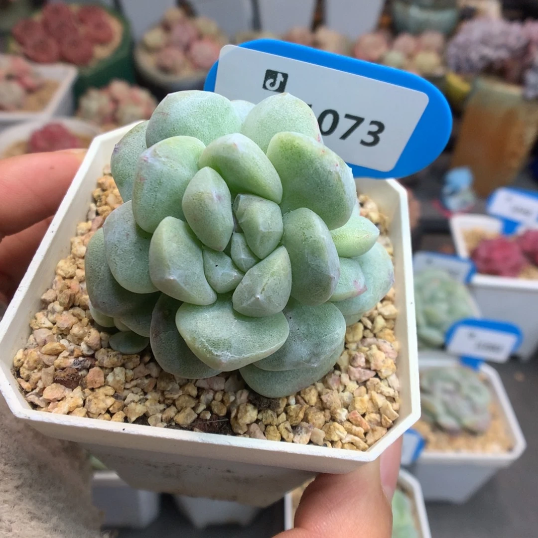 1073双心冰玉石化多肉