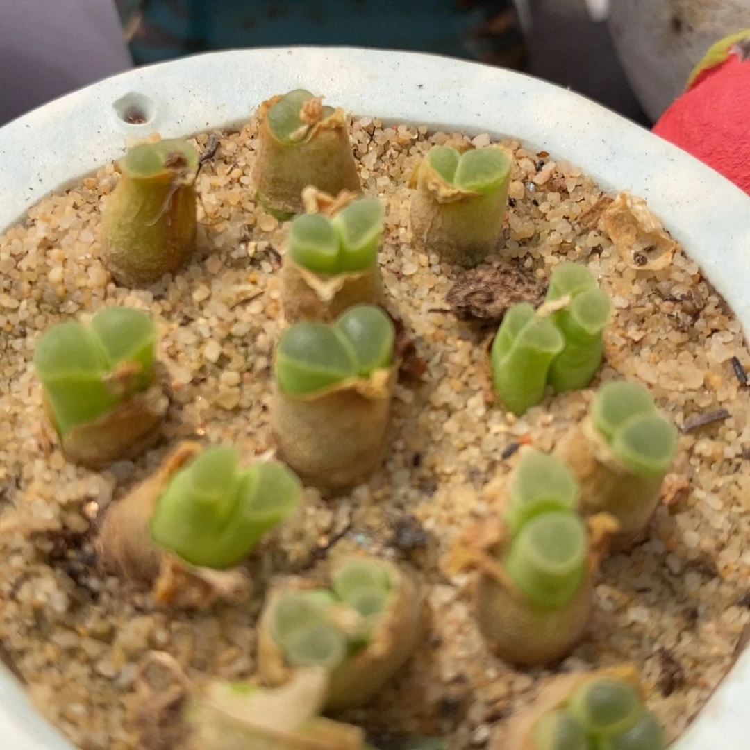 单头粉佛肚风铃一颗