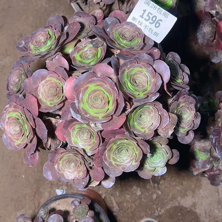 1596魅金玫瑰多肉植物