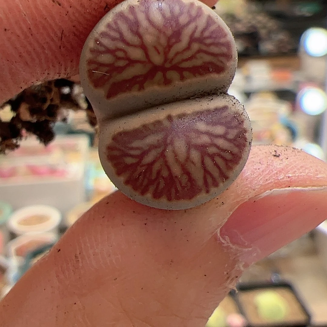 【闪购商品】28 福利