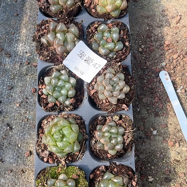 直播福利一物一拍42