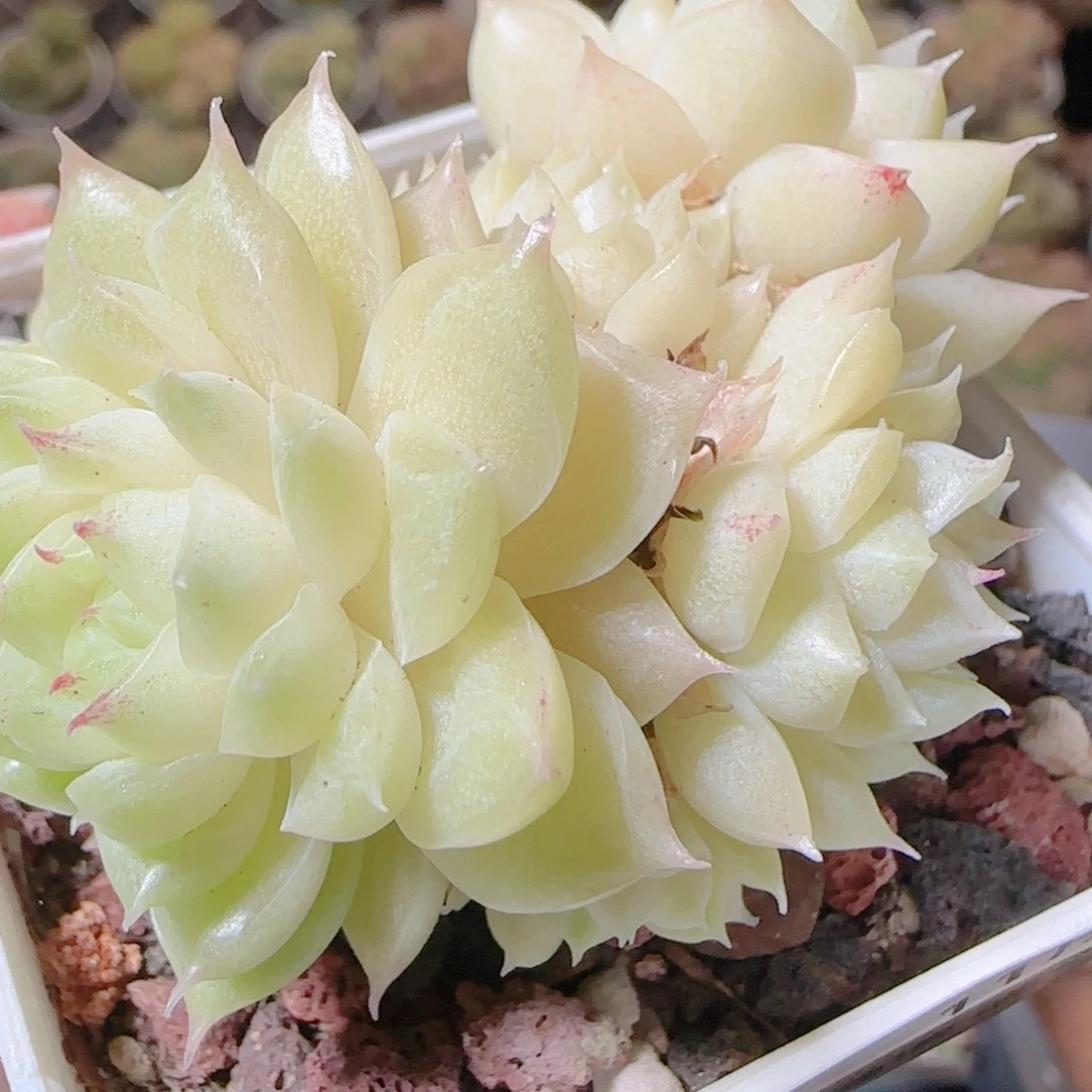花语逸镜1113-11散