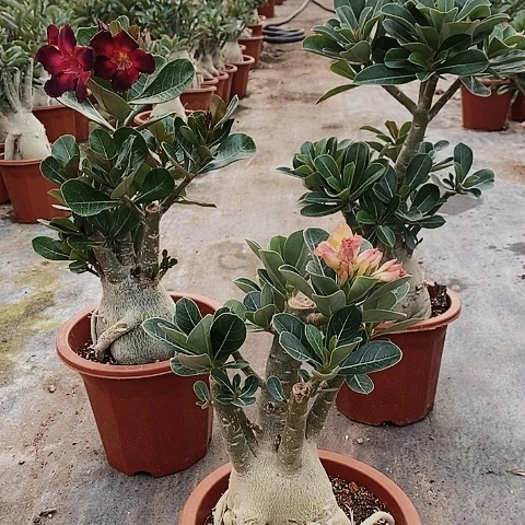 【闪购商品】鲁****?绿植