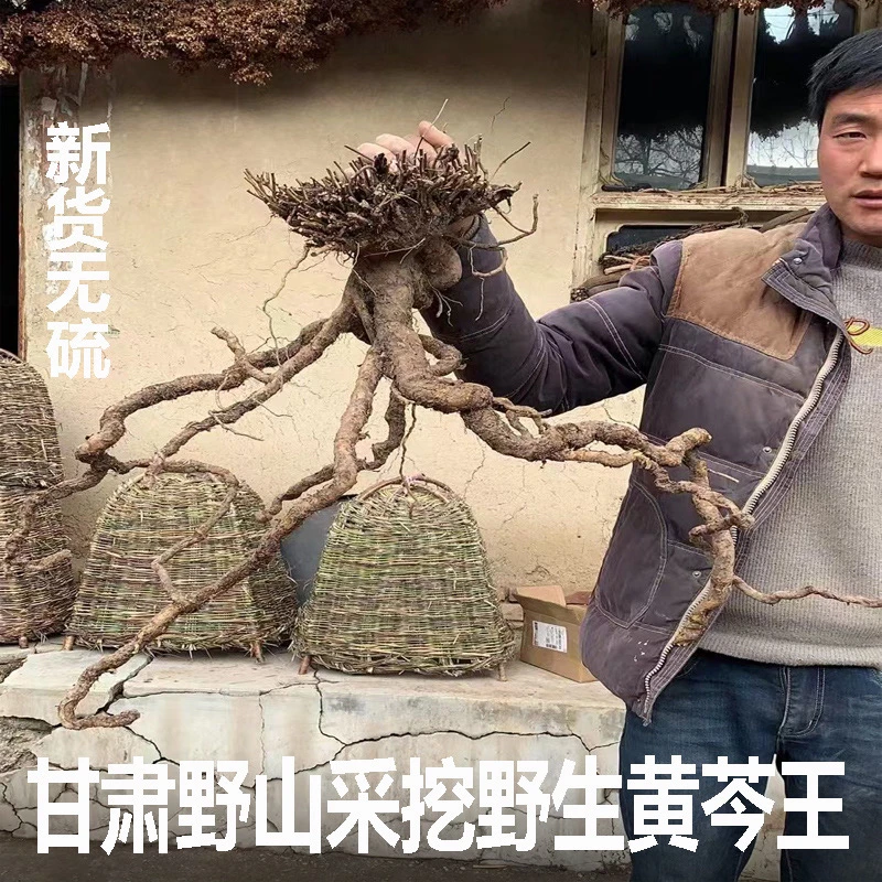 (黄芩)甘肃野生黄芩500克包邮新货现挖。