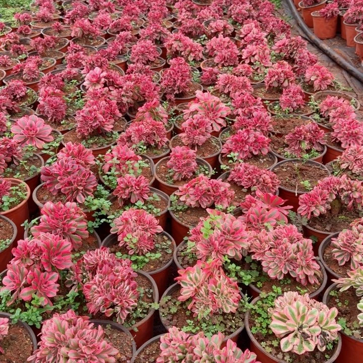 女巫缀化啊啊啊啊啊啊