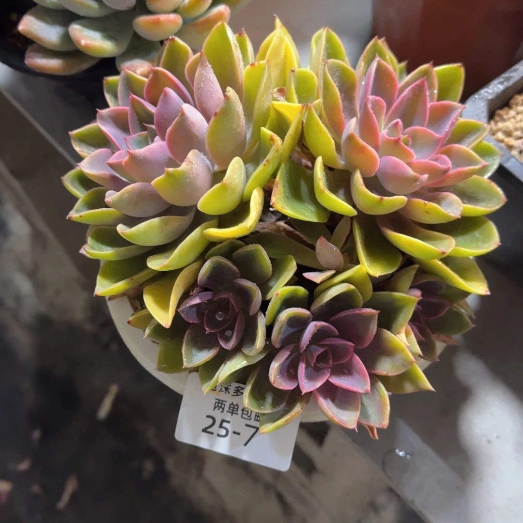 25-7紫气东来多肉植物