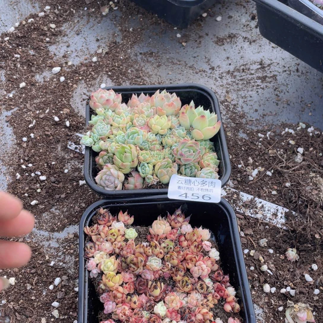 云糖心多肉植物456