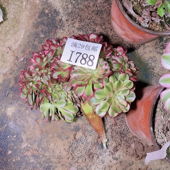 788荔枝坠嫁接的多肉植物
