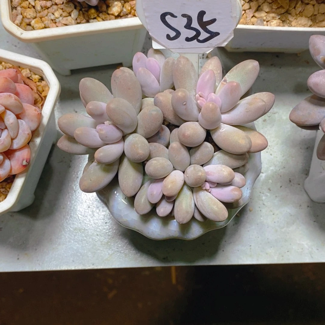 年*团汤圆群多肉植物