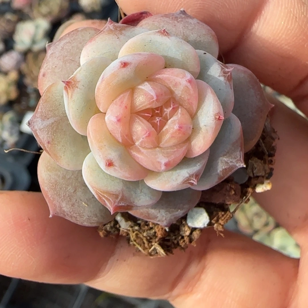 小卡拉米糖心一物一拍