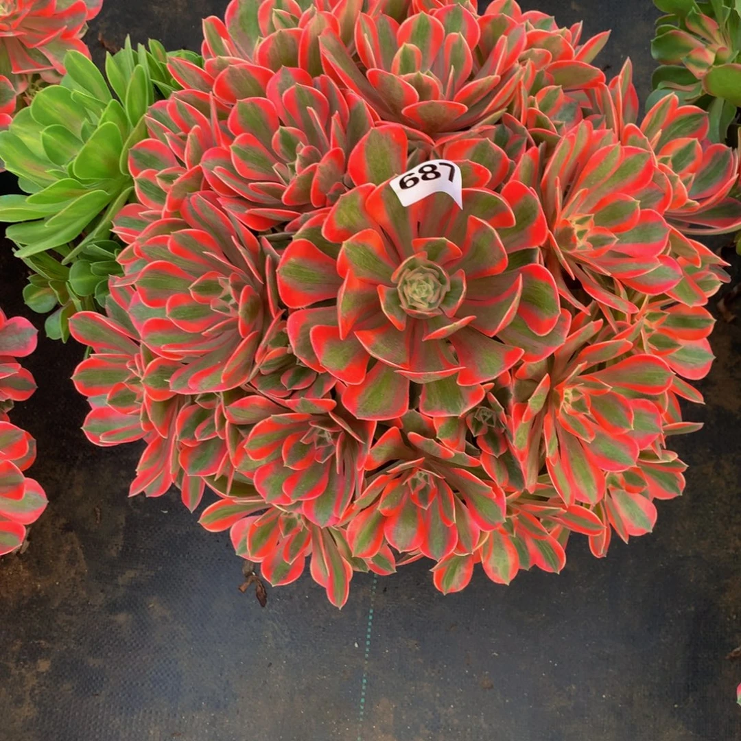 简***己法师多肉植物687女妖