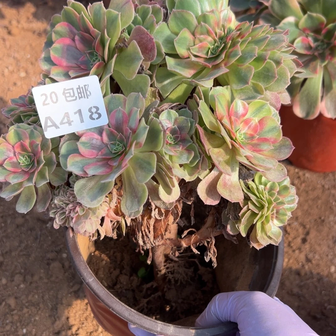 418雨荷缀，多肉法师