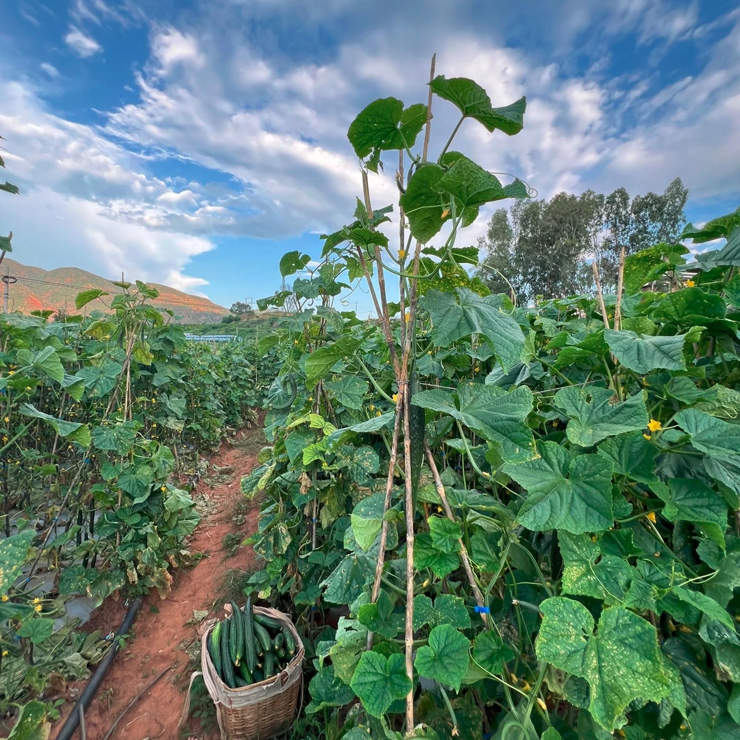 【农户直发】云南老品种露天黄瓜新鲜现摘刺黄瓜水果黄瓜净重3-5斤