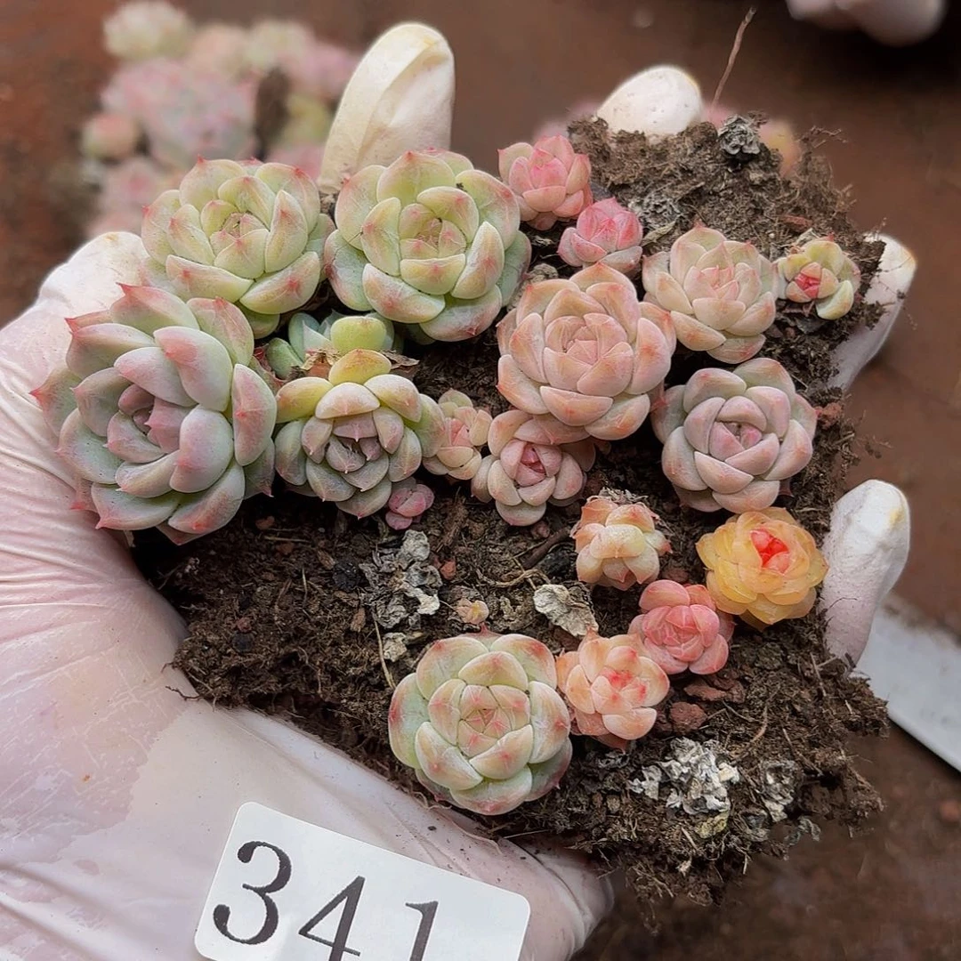 多肉植物多肉植物341