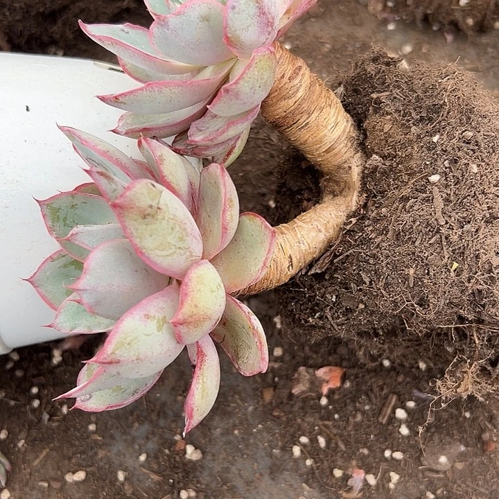 无花朵赫拉老桩。