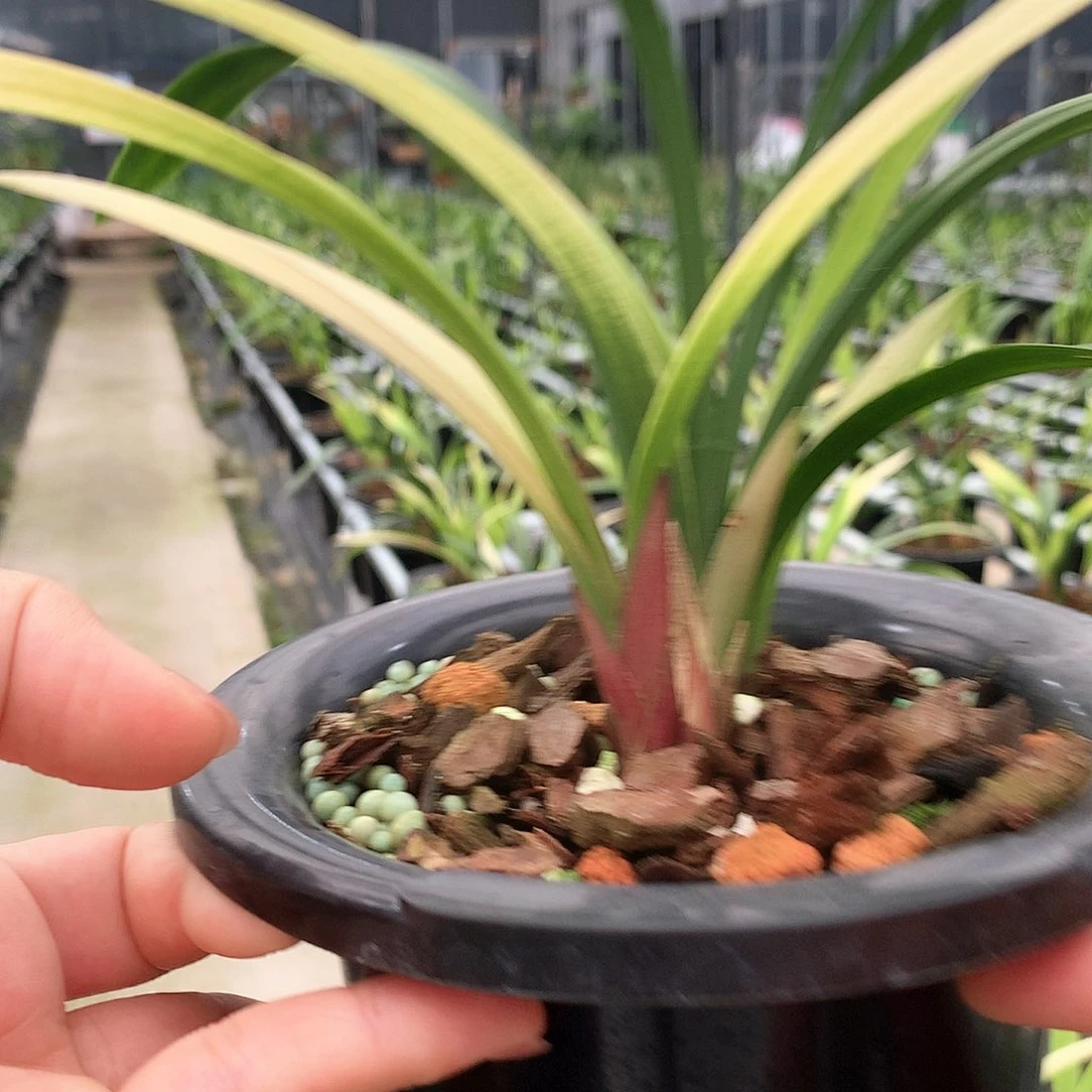 无花朵精品购物盛世红荷