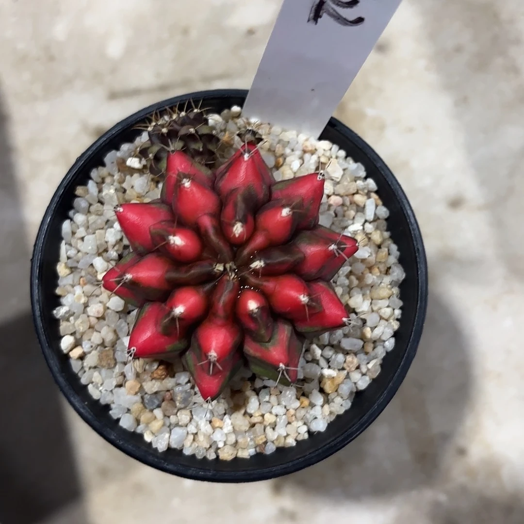 102-0612泰国发货多肉