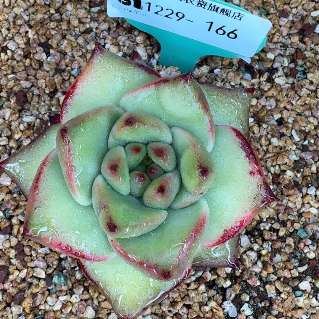 从前慢花园多肉编号1229-166