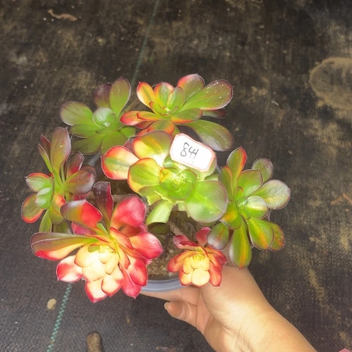 巫毒七彩有砍丛林朵朵841多肉