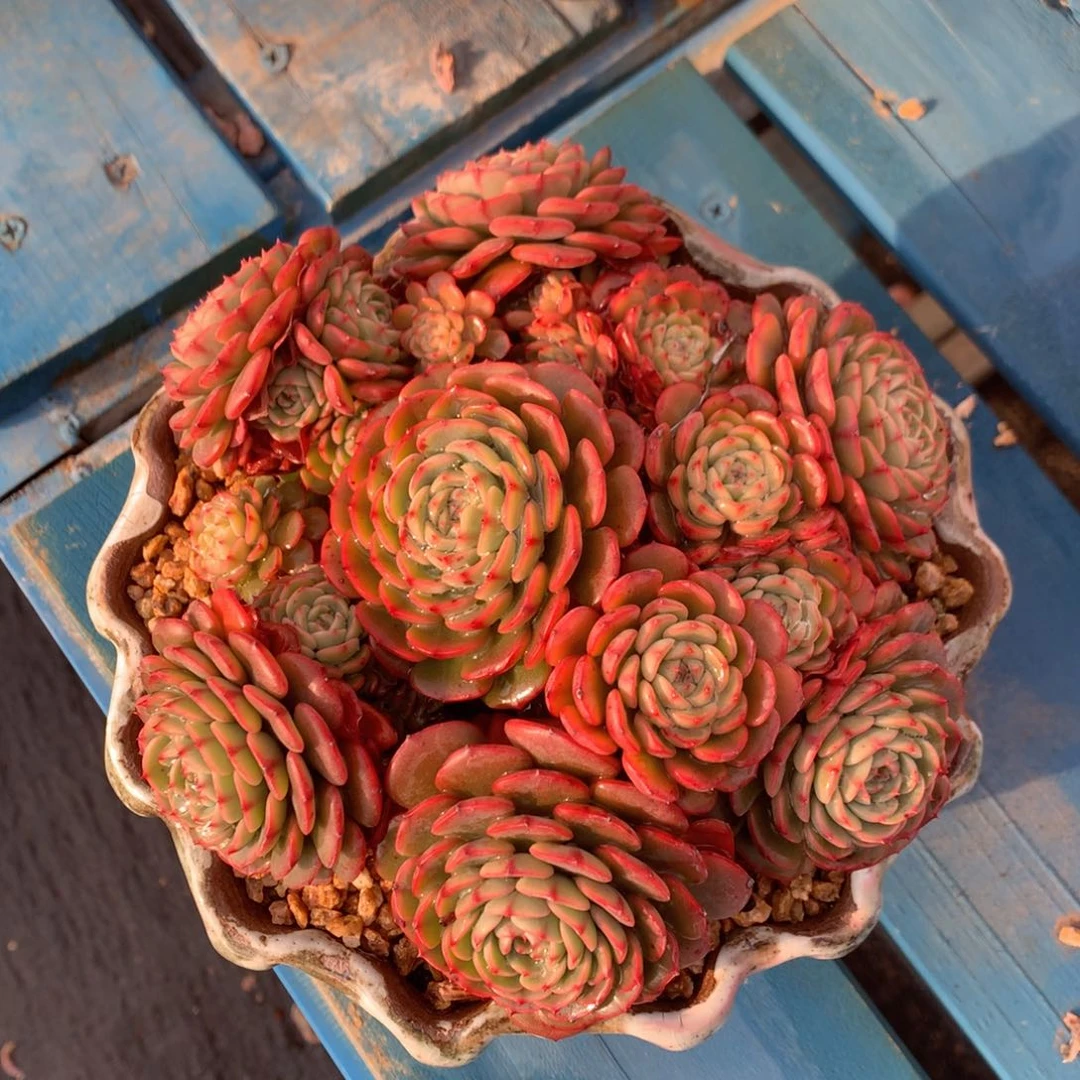 宝贝惊喜老桩无砍