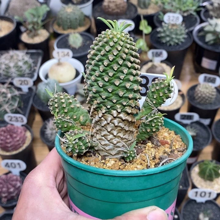 火*人专拍88号铁甲麒麟