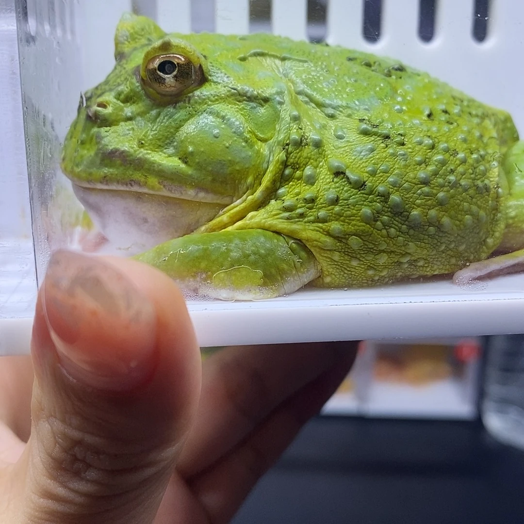 角蛙抹茶一只8公分