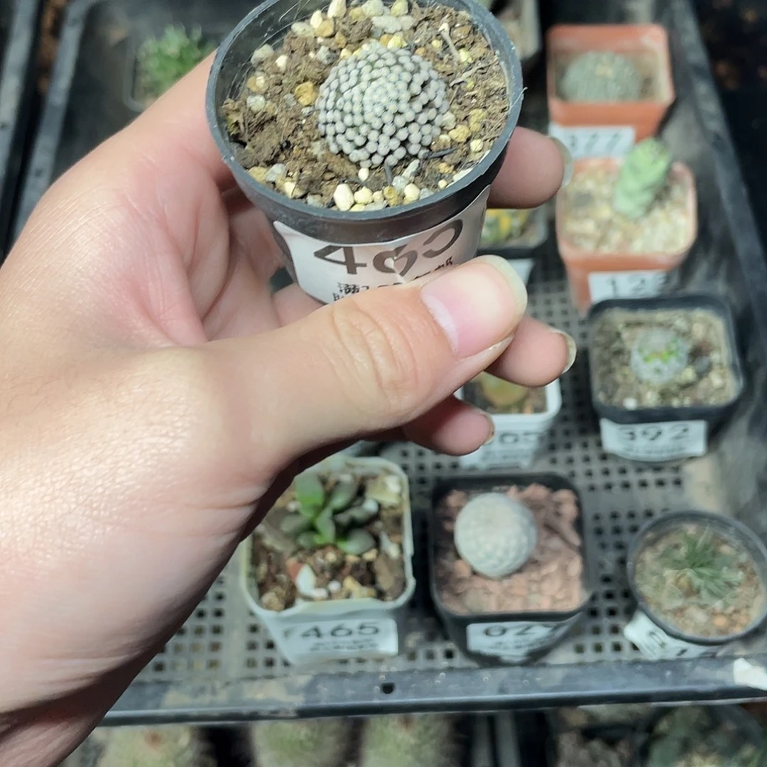 465松针牡丹（满18包邮）