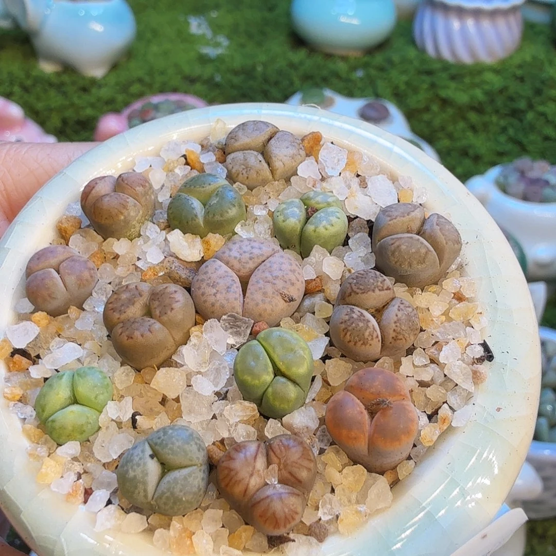 花***语多肉福利冲冲冲1699
