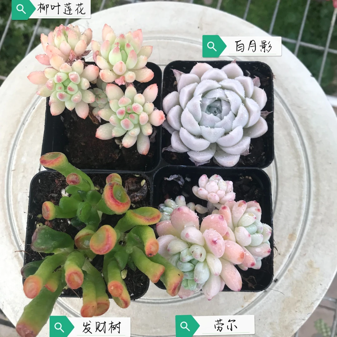 包邮四盆装：发财树，劳尔，白月影，柳叶莲花