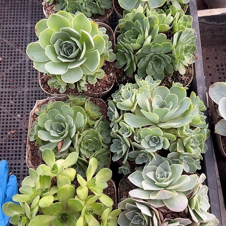 杨301 8颗不同品种群生量拍