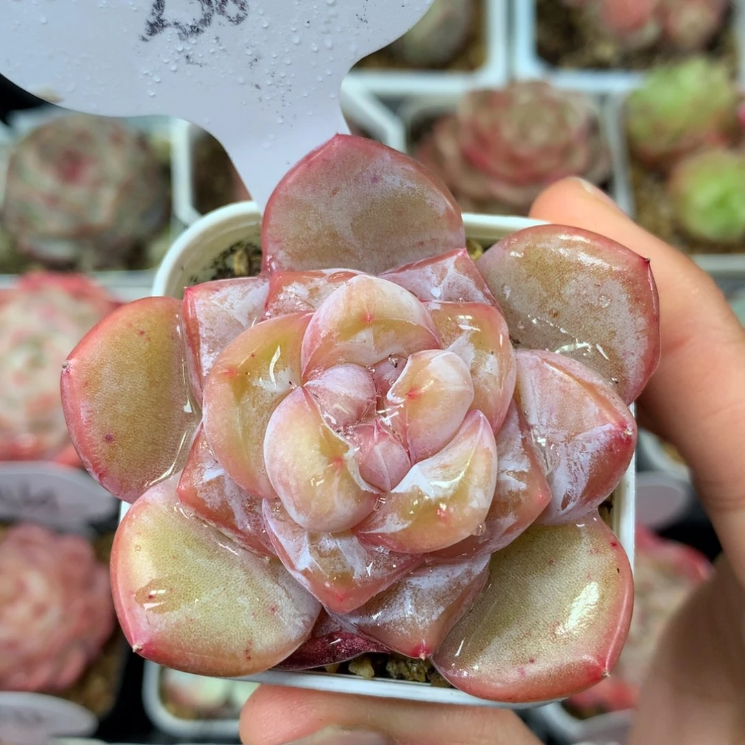 金雀珍妮单头338